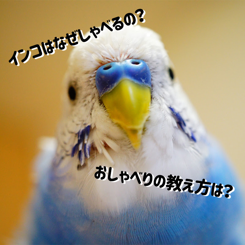 インコはなぜしゃべるの おしゃべりの教え方は