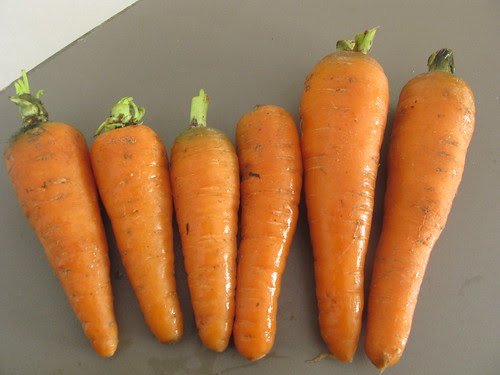 carrot cake