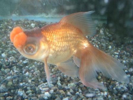 金魚花房