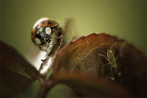 Mind-Blowing Examples of Macro Photography