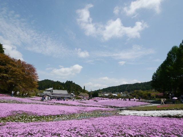 三田 花のじゅうたん 散策日記 主に京都 四季の彩り雅やかに