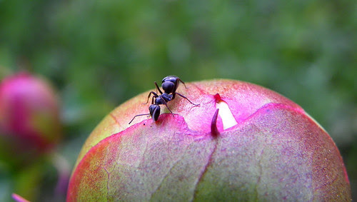 Ant III