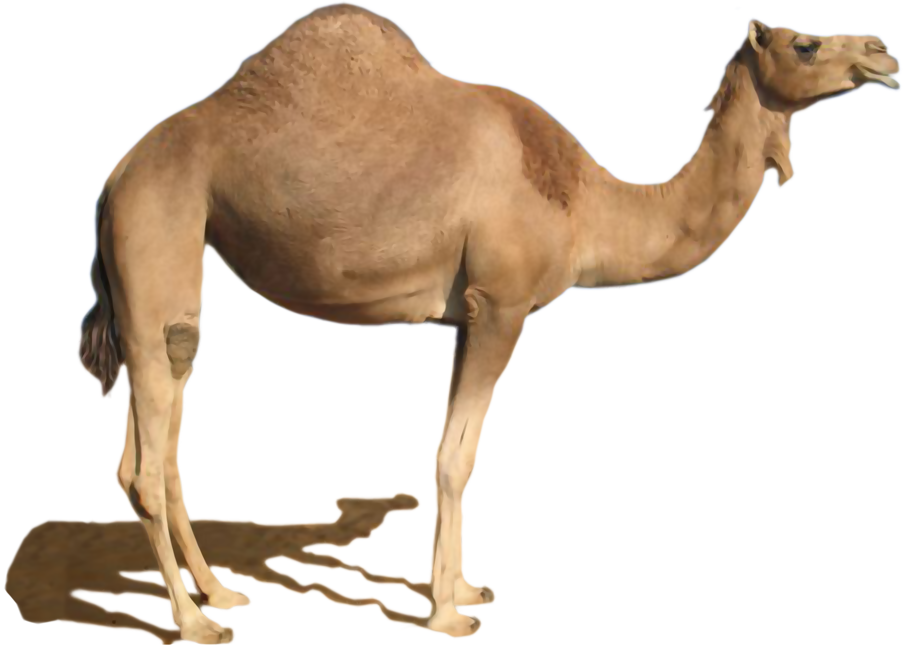 Camel PNG