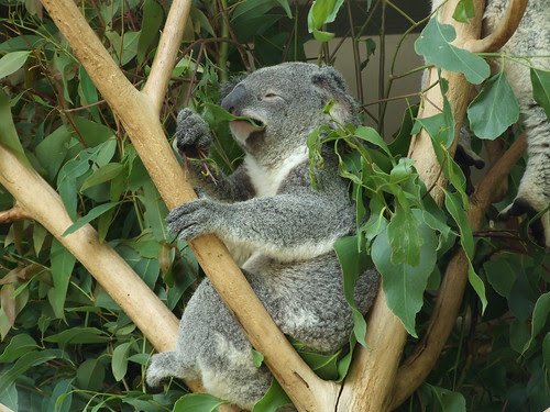 Koala eating Delicious eucalyptus leaves