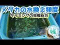 水槽 水換え 頻度 メダカ 142975