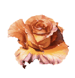 ROSA BRILLOS