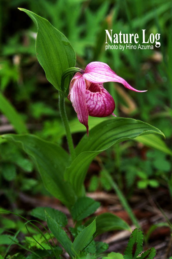 植物記187 アツモリソウ