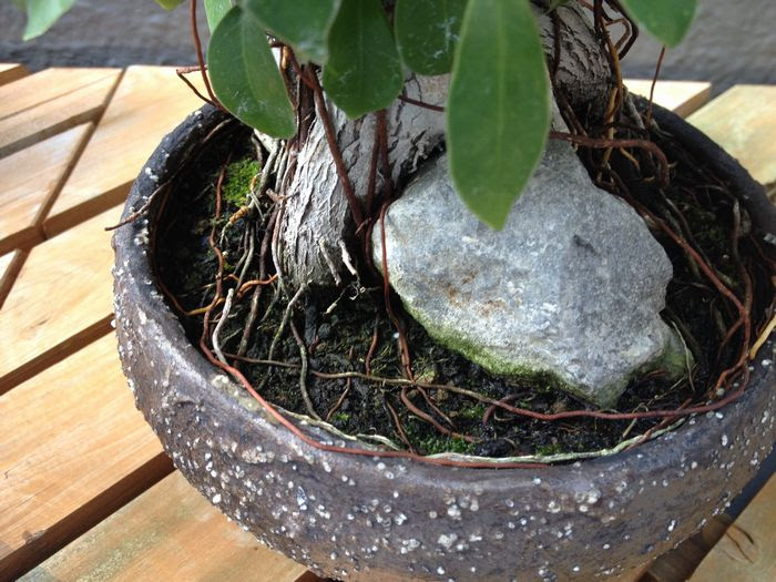 気根も増える ガジュマル盆栽を育てる方法 Banyan Bonsai 観葉植物ブログ緑組 植物の育て方