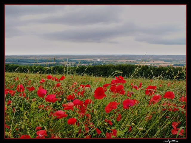 picture of a field of poppies