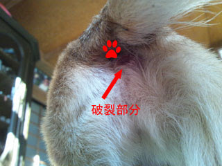 肛門腺破裂 シーズー チワワと犬生活でんマメ Net 愛犬２匹との暮らし方 ブログ