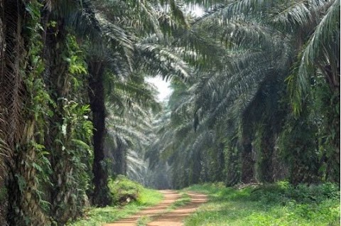 oil palm in malaysia