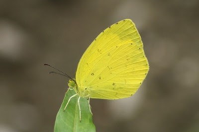 貴重なキチョウ 黄蝶 わぴちゃんのメモ帳