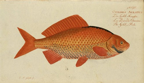 Cyprinus auratus