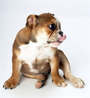 Training Advice Dog Obedience Tips Puppy Potty Training Dog Training ...