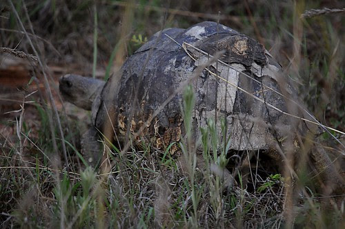 scabsy the tortoise