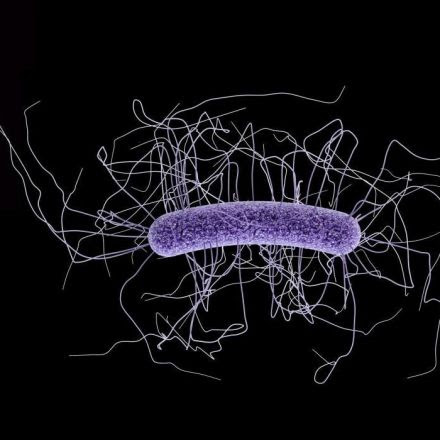 Bacteria Unite To Save Your Guts
