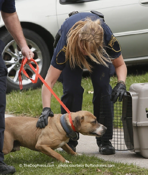 SPCA Officer confiscating a dog