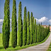Italian Cypress Brown Spots : They are adaptable to just about any soil that drains well.