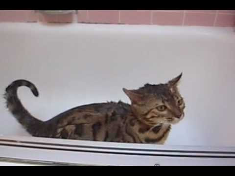 Cat In Shower. Luke The Cat Takes Shower.