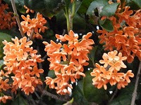 １０月１日の誕生花 キンモクセイ 金木犀 の花言葉 思い出の輝き 謙遜 する 高潔な人 の黄金色の香り高き花 弥生おばさんのガーデニングノート 花と緑の365日 楽天ブログ