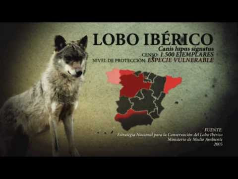 lista de animales en peligro de. animales en peligro de