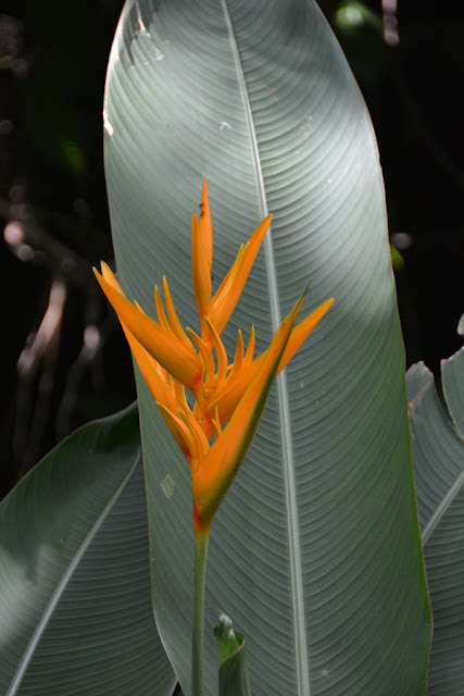 Diamond Botanical Gardens St. Lucia