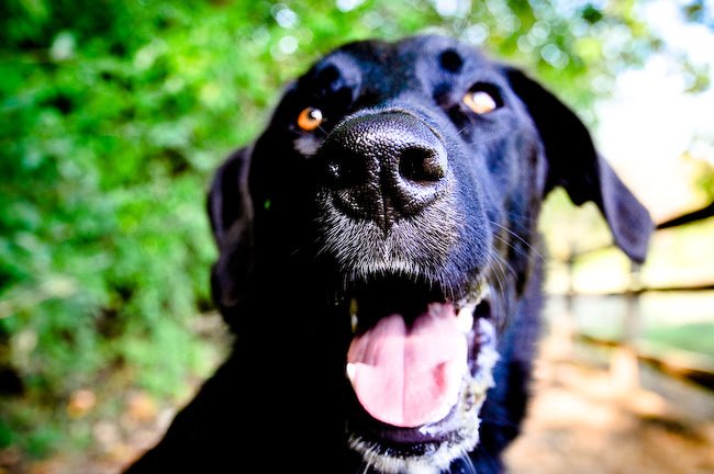 Cute Dog Photo
