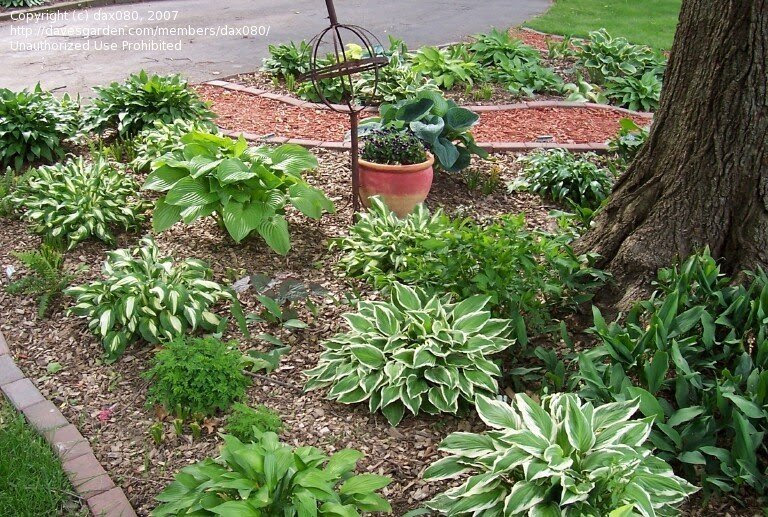 Beginner Gardening: help under oak trees, 1 by dax080