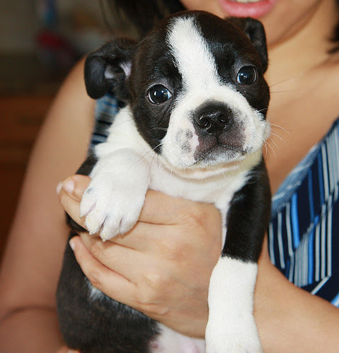 Boston Terrier