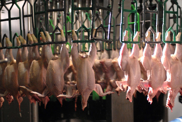 Pin Bolt Head Markings on Pinterest Slaughtered Chickens | Flickr - Photo Sharing!