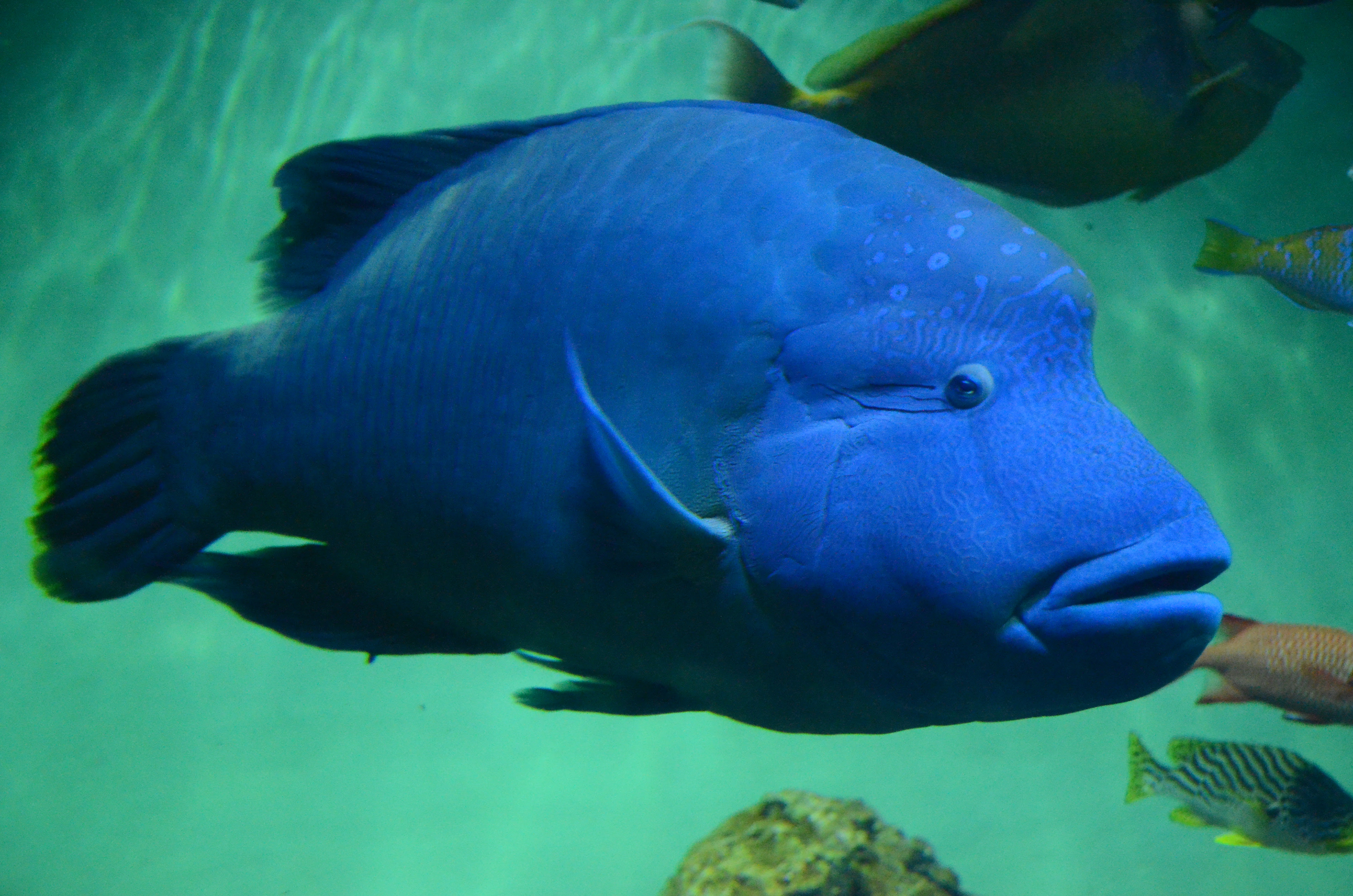 ナポレオンフィッシュ 千葉県 東金市の村井歯科医院 外房 九十九里 山武 田間 求名 道庭 明歯会