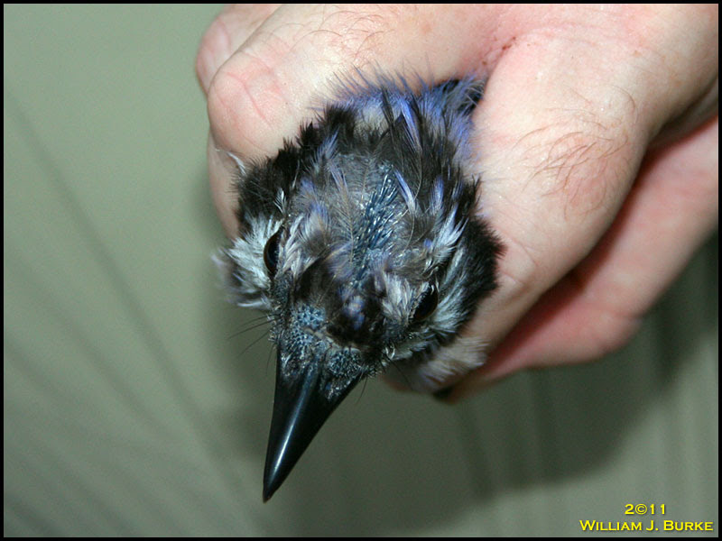 Blue Jay