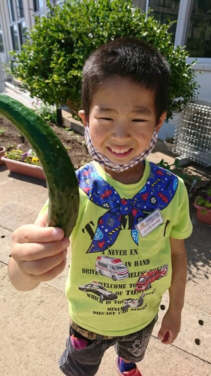小値賀小学校大島分校 俺のきゅうり
