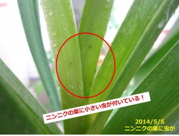 ニンニクやネギに黒い虫が これはネギアブラムシか あぐうのベランダ菜園で実験中