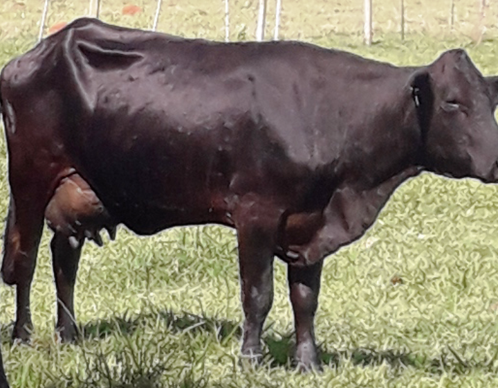 Venda de TOURO GIROLANDO 1/2 - PECUÁRIA.COM.BR - DivulGado 
