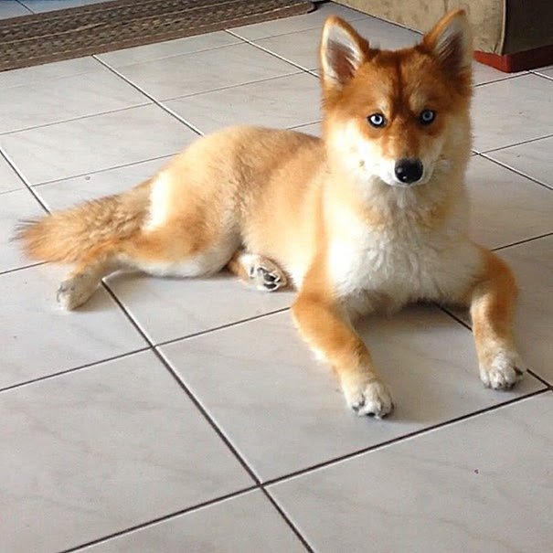 ポメラニアンとシベリアンハスキーとのミックス犬 ポンスキー Netgeek