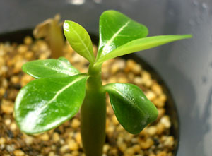 アデニウムの育て方 挿し木や種で増やす方法 植物の育て方と花言葉 ガーデニング歴２０年の主婦が分かりやすく教えます