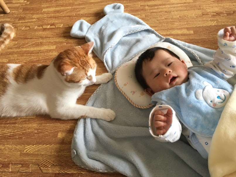 猫と赤ちゃん ときどきオット ７ 猫の優しさに甘えない ネコアイランド 猫専門のショッピングモール 情報サイト