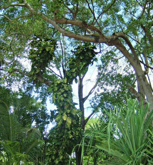 rainforest animals com
