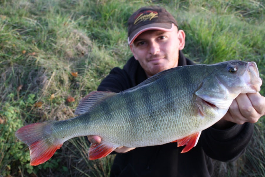 La Perche, la diva des eaux douces <br><i>(Perca fluviatilis)</i>