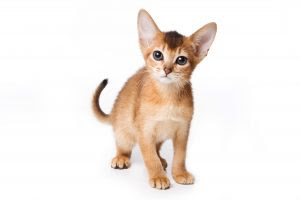 毛が抜けない ねこちゃん特集 キャバ嬢の為の賃貸情報 きゃばちん