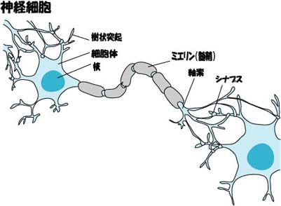 神経細胞