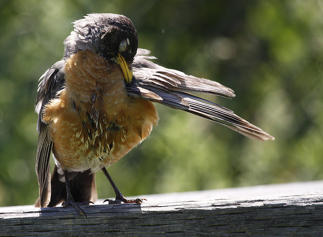 young robin preening6