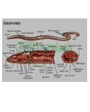Anatomy