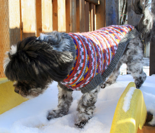 dog sweater