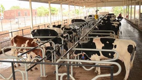 rakesh group modern dairy farm youtube