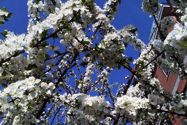 Fiori di primavera - Foto del giorno - Corriere Roma