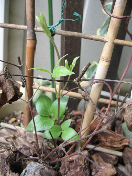 夏のクレマチス ベランダガーデニング ベランダの花日記 １