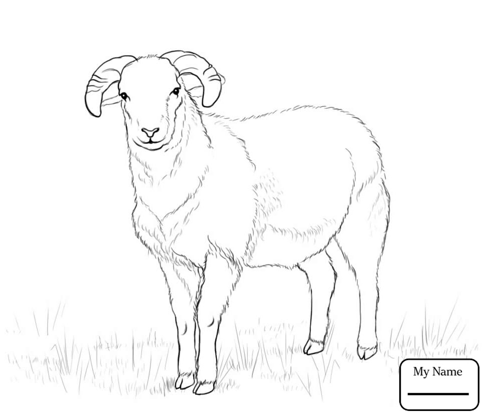 Download Bighorn Sheep Drawing at GetDrawings | Free download