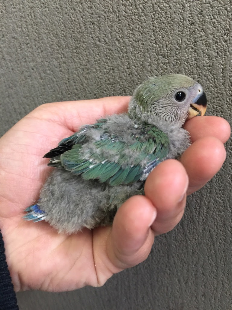 コザクラインコ シーグリーン ヒナ 手乗り Lovebirdfukuoka ラブバードフクオカ インコや小動物の販売専門店